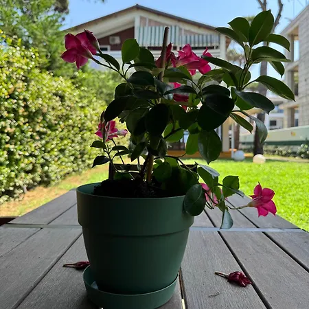 Casa Dei Pini Blu Golem (Tirana)